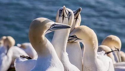 半岛体育官网-FIFA最新一期排名：国足仍亚洲第9 意大利重返前10