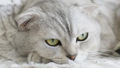 bandao-历史首进决赛！U23男足3:0大胜越南，将与日本争冠