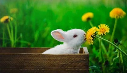 半岛体育官网-FIFA最新一期排名：国足仍亚洲第9 意大利重返前10